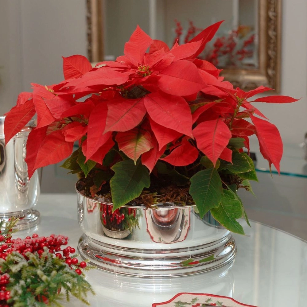 Centro de Mesa St. James Silhouette 41 X 16,5 Cm